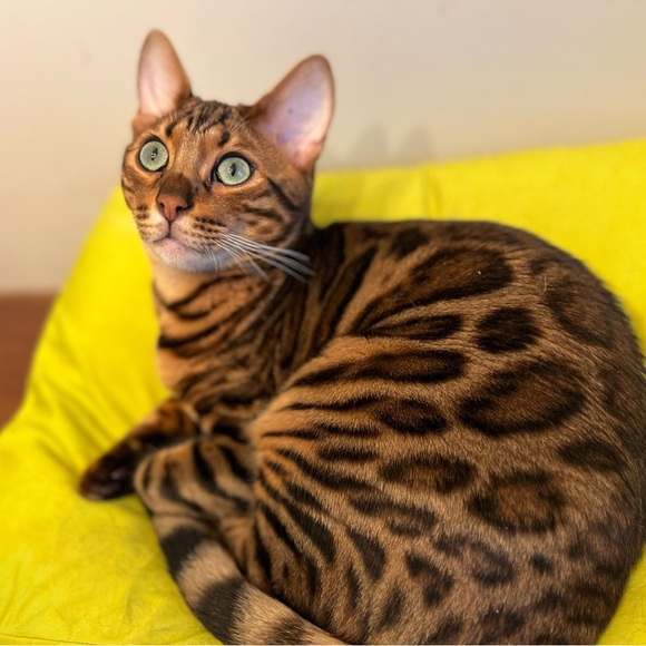 ✨ Meet the Posher ✨ - Picture 15 of 16